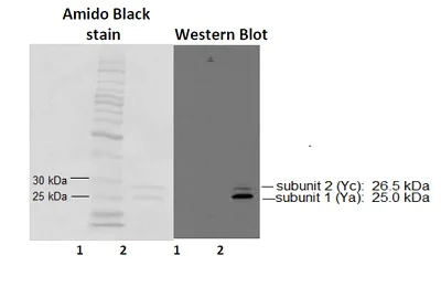 Western blot - Anti-GSTA1 antibody (AB53940)