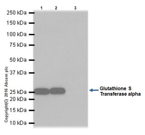 Immunoprecipitation - Anti-GSTA1 antibody [EPR19969] (AB207413)