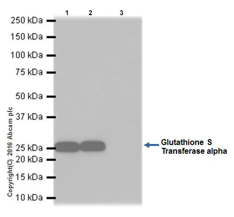 Immunoprecipitation - Anti-GSTA1 antibody [EPR19969] - BSA and Azide free (AB251473)