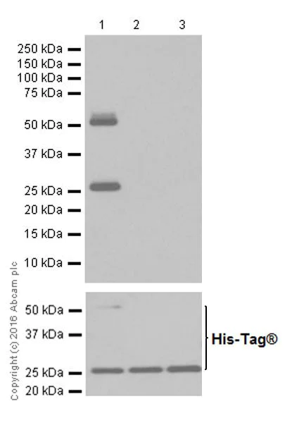 Western blot - Anti-GSTA1 antibody [EPR19969] - BSA and Azide free (AB251473)