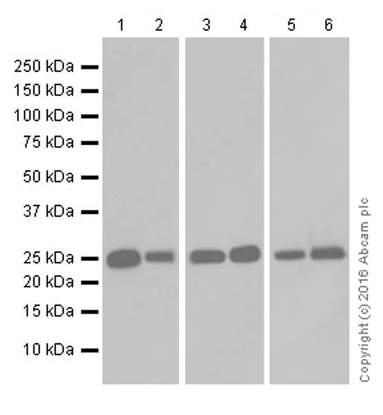 Western blot - Anti-GSTA1 antibody [EPR19969] - BSA and Azide free (AB251473)