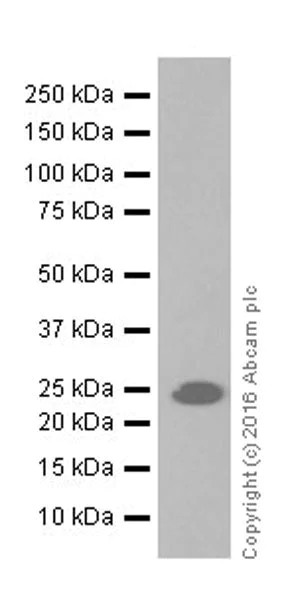 Western blot - Anti-GSTA1 antibody [EPR19969] - BSA and Azide free (AB251473)