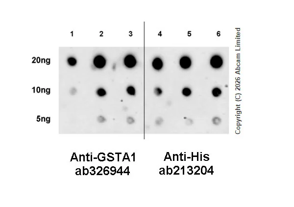Dot Blot - Anti-GSTA1 antibody [EPR29819-588] (AB326944)