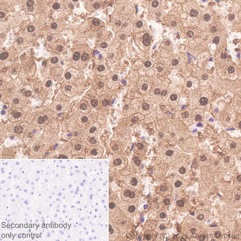 Immunohistochemistry (Formalin/PFA-fixed paraffin-embedded sections) - Anti-GSTA1 antibody [EPR29819-588] (AB326944)