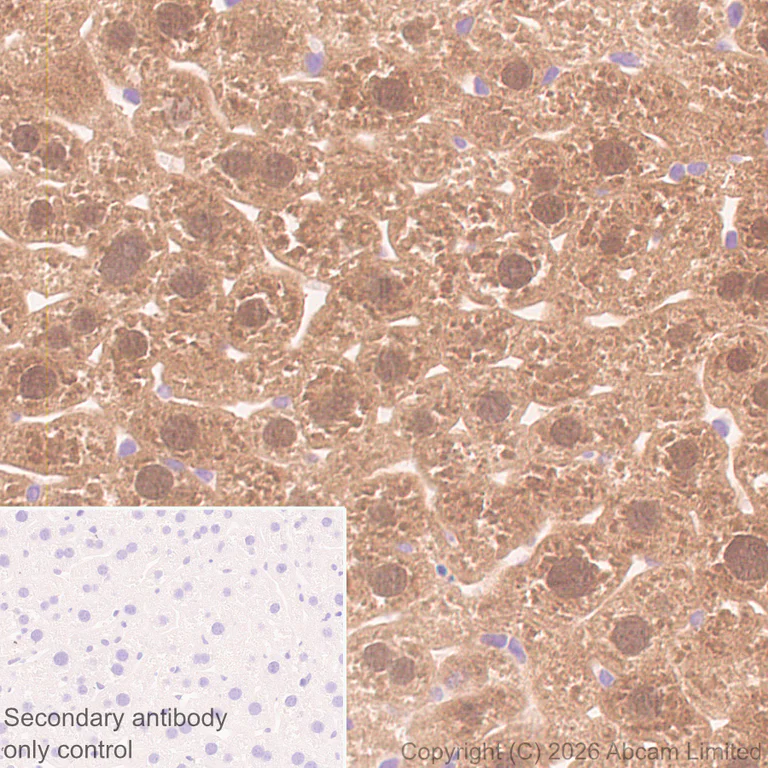 Immunohistochemistry (Formalin/PFA-fixed paraffin-embedded sections) - Anti-GSTA1 antibody [EPR29819-588] (AB326944)