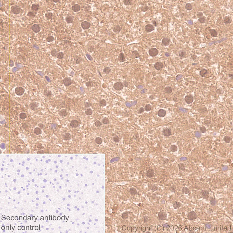 Immunohistochemistry (Formalin/PFA-fixed paraffin-embedded sections) - Anti-GSTA1 antibody [EPR29819-588] (AB326944)