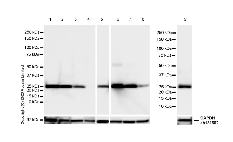 Western blot - Anti-GSTA1 antibody [EPR29819-588] (AB326944)