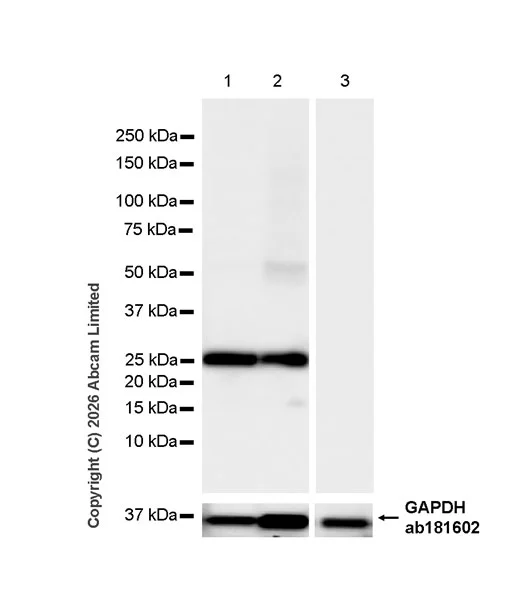 Western blot - Anti-GSTA1 antibody [EPR29819-588] (AB326944)