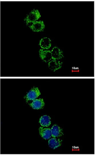Immunocytochemistry/ Immunofluorescence - Anti-GSTA2 antibody (AB211449)