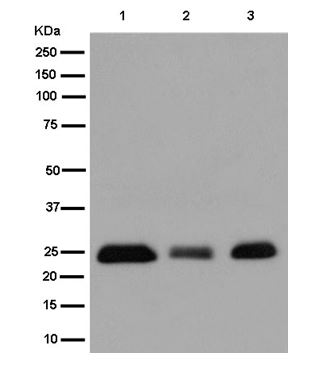 Western blot - Anti-GSTA3 antibody [EPR11760(2)] - BSA and Azide free (AB250262)