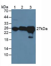 Western blot - Anti-GSTA4 antibody (AB231601)