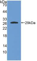 Western blot - Anti-GSTA4 antibody (AB231601)