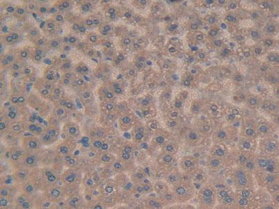 Immunohistochemistry (Formalin/PFA-fixed paraffin-embedded sections) - Anti-GSTK1 antibody (AB231549), expandable thumbnail