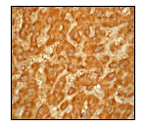 Immunohistochemistry (Formalin/PFA-fixed paraffin-embedded sections) - Anti-GSTK1 antibody [EP1938Y] (AB52759)
