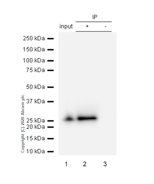 Immunoprecipitation - Anti-GSTK1 antibody [EP1938Y] (AB52759)