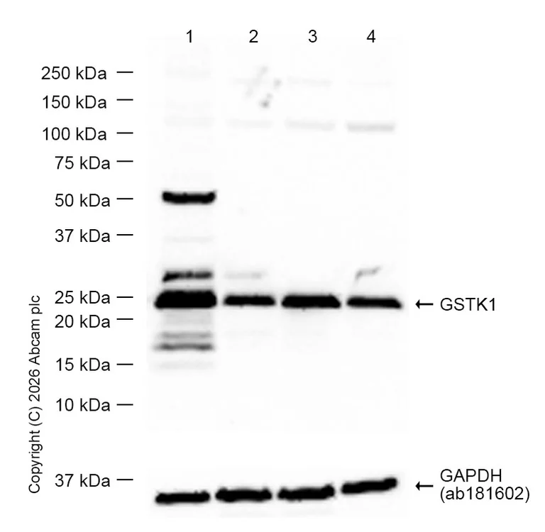 Western blot - Anti-GSTK1 antibody [EP1938Y] (AB52759)