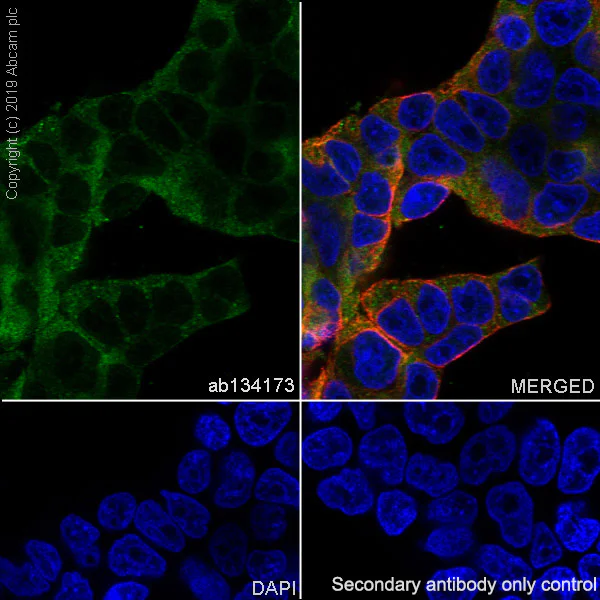 Immunocytochemistry/ Immunofluorescence - Anti-GSTK1 antibody [EPR1939] - BSA and Azide free (AB248711)