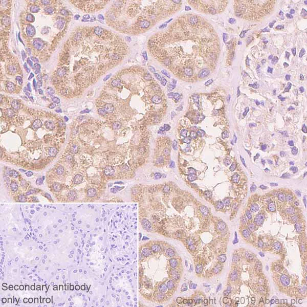 Immunohistochemistry (Formalin/PFA-fixed paraffin-embedded sections) - Anti-GSTK1 antibody [EPR1939] - BSA and Azide free (AB248711)