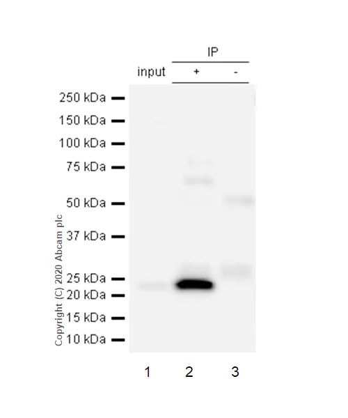 Immunoprecipitation - Anti-GSTK1 antibody [EPR1939] - BSA and Azide free (AB248711)