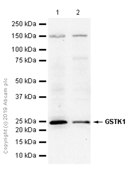 Western blot - Anti-GSTK1 antibody [EPR1939] - BSA and Azide free (AB248711)