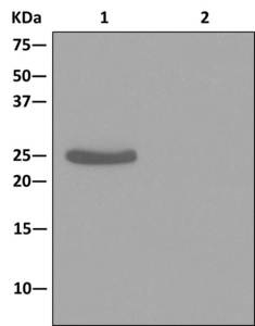Immunoprecipitation - Anti-GSTM1/2/4/5 antibody [EPR13338] (AB178684)