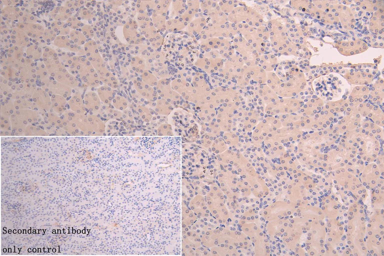 Immunohistochemistry (Formalin/PFA-fixed paraffin-embedded sections) - Anti-GSTM3 antibody (AB229858)