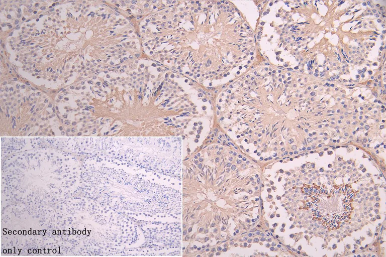 Immunohistochemistry (Formalin/PFA-fixed paraffin-embedded sections) - Anti-GSTM3 antibody (AB229858)