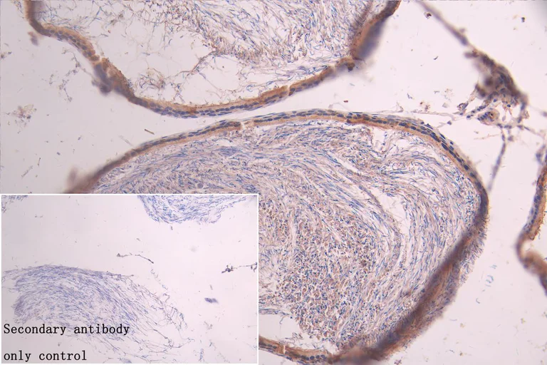 Immunohistochemistry (Formalin/PFA-fixed paraffin-embedded sections) - Anti-GSTM3 antibody (AB229858)