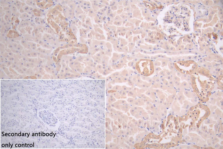 Immunohistochemistry (Formalin/PFA-fixed paraffin-embedded sections) - Anti-GSTM3 antibody (AB229858)