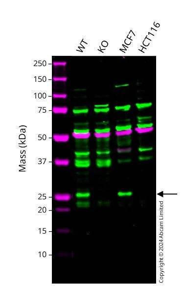 Western blot - Anti-GSTM3 antibody (AB272613)