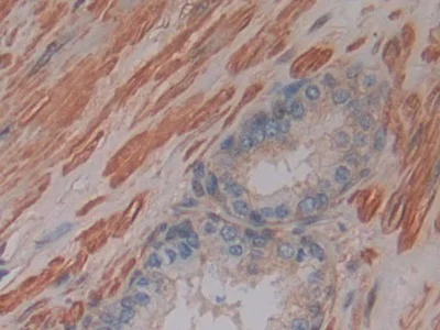 Immunohistochemistry (Formalin/PFA-fixed paraffin-embedded sections) - Anti-GSTM4 antibody (AB233281)