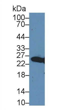 Western blot - Anti-GSTM4 antibody (AB233281)