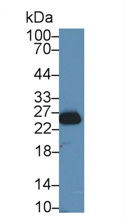 Western blot - Anti-GSTM4 antibody (AB233281)