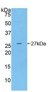 Western blot - Anti-GSTM4 antibody (AB233281)