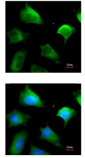 Immunocytochemistry/ Immunofluorescence - Anti-GSTM5 antibody (AB154018), expandable thumbnail