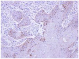 Immunohistochemistry (Formalin/PFA-fixed paraffin-embedded sections) - Anti-GSTM5 antibody (AB154018), expandable thumbnail