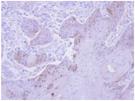 Immunohistochemistry (Formalin/PFA-fixed paraffin-embedded sections) - Anti-GSTM5 antibody (AB154018)