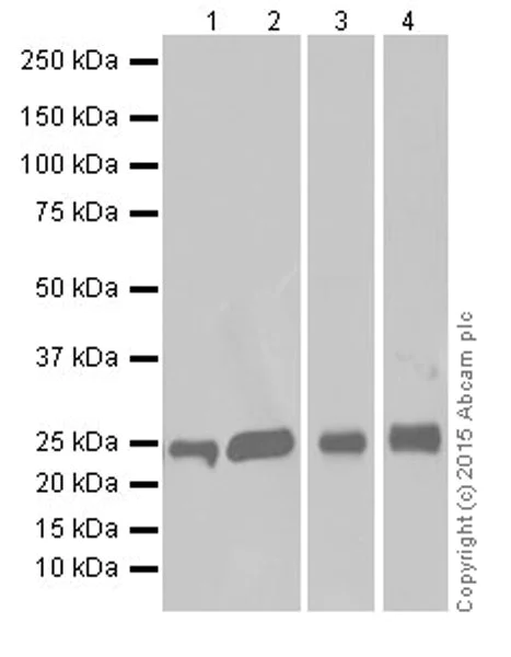 Western blot - Anti-GSTT1 antibody [EPR19283] - BSA and Azide free (AB251268)