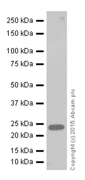 Western blot - Anti-GSTT1 antibody [EPR19283] - BSA and Azide free (AB251268)