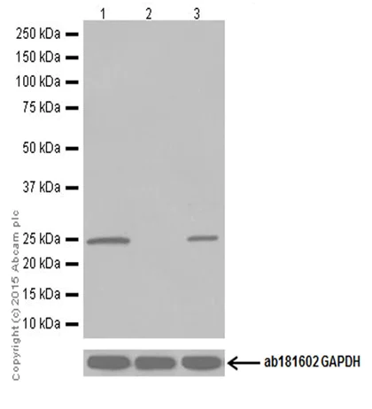Western blot - Anti-GSTT1 antibody [EPR19283] - BSA and Azide free (AB251268)