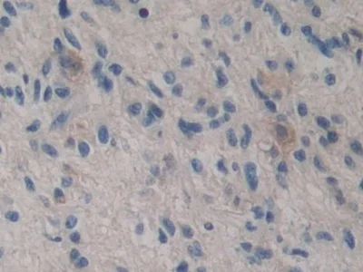Immunohistochemistry (Formalin/PFA-fixed paraffin-embedded sections) - Anti-GSTT2 antibody (AB231792)