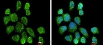 Immunocytochemistry/ Immunofluorescence - Anti-GSTZ1 antibody (AB153995)