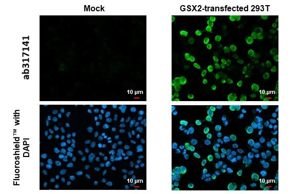 Immunocytochemistry/ Immunofluorescence - Anti-GSX2 antibody [HL2135] (AB317141)