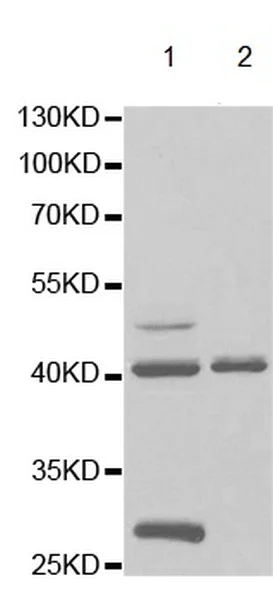 Western blot - Anti-GTF2A1 antibody (AB196770)