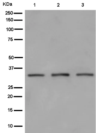 Western blot - Anti-GTF2E2 antibody [EPR14929] - BSA and Azide free (AB250907)