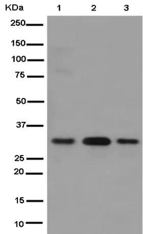 Western blot - Anti-GTF2E2 antibody [EPR14929] - BSA and Azide free (AB250907)