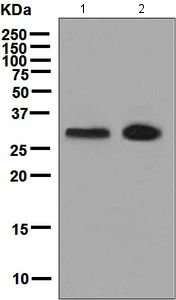 Western blot - Anti-GTF2F2 antibody [EPR7584] - BSA and Azide free (AB248238), expandable thumbnail