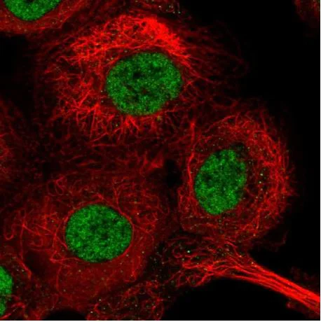 Immunocytochemistry/ Immunofluorescence - Anti-GTF2H1 antibody (AB204168)