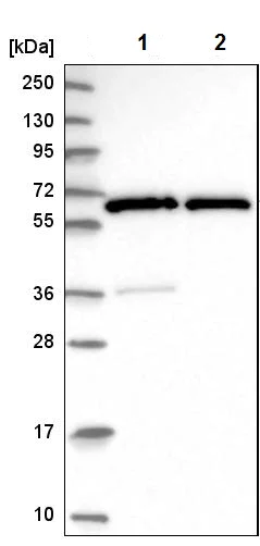 Western blot - Anti-GTF2H1 antibody (AB204168)