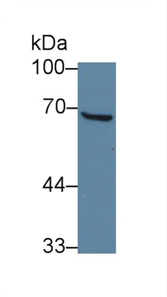 Western blot - Anti-GTF2H1 antibody (AB232982)